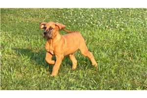 Blaine - Mixed/Other for sale