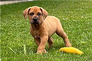 Blaine - Mixed/Other for sale