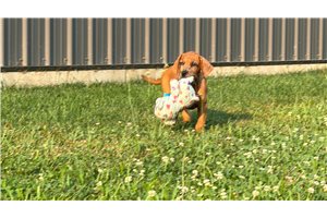 Brynn - Mixed/Other for sale