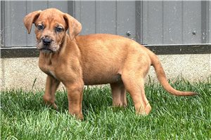 Brynn - puppy for sale