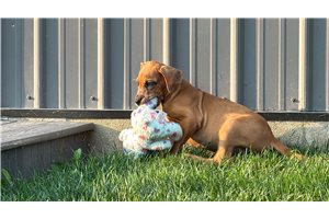 Brynn - Mixed/Other for sale