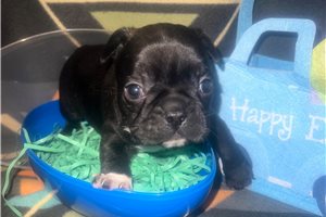 Elway - Frenchton for sale