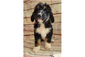 Libby - Bernedoodle for sale
