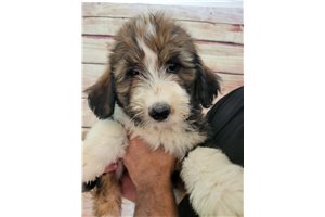 Pearl - Bernedoodle for sale