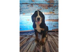 Tensley - Bernese Mountain Dog for sale