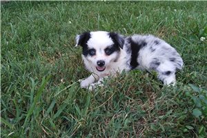 Alonzo - Miniature Australian Shepherd for sale