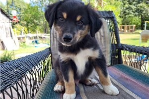 Kash - puppy for sale