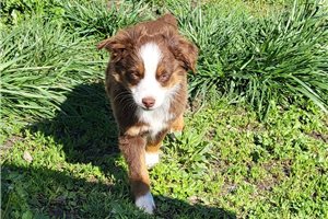 Boyd - puppy for sale