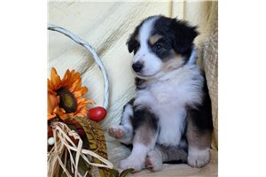Mango - Miniature Australian Shepherd for sale