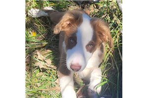 Kaleb - puppy for sale