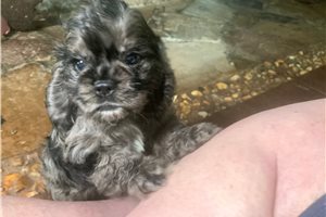 Gregory - puppy for sale