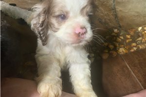 Grit - puppy for sale