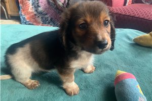 Santo - Dachshund, Mini for sale