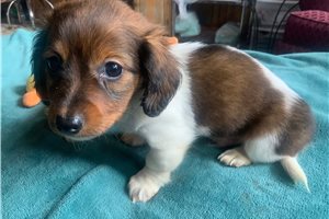 Sanford - Dachshund, Mini for sale