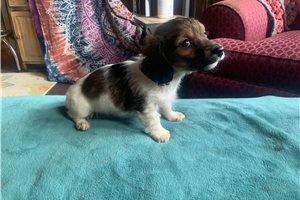 Samuel - puppy for sale