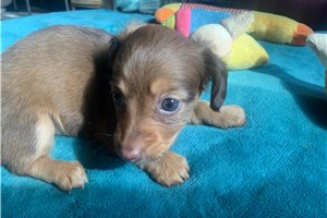 Adele - puppy for sale