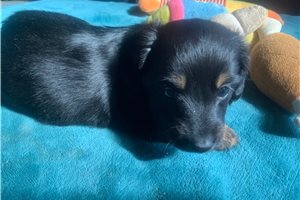 Alex - Dachshund, Mini for sale