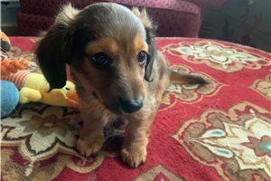 Alford - puppy for sale