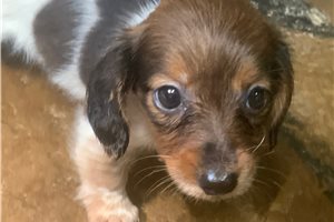 Nettie - puppy for sale