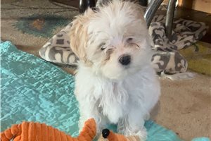 Daniel - Malti Poo - Maltipoo for sale