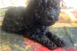 Blanca - Malti Poo - Maltipoo for sale