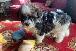 Reid - Malti Poo - Maltipoo for sale