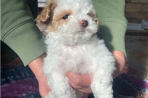 Mila - Malti Poo - Maltipoo for sale