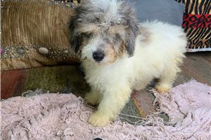Juliet - Malti Poo - Maltipoo for sale