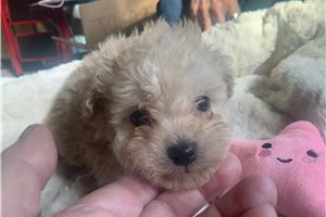 Samuel - puppy for sale
