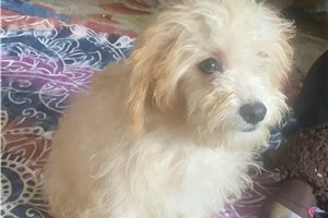 Dottie - Poodle, Toy for sale