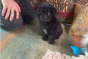 Veronica - Poodle, Toy for sale