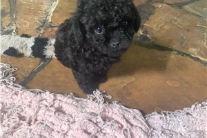 Sweetie - Poodle, Toy for sale