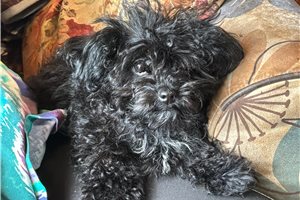 Allie - Poodle, Toy for sale