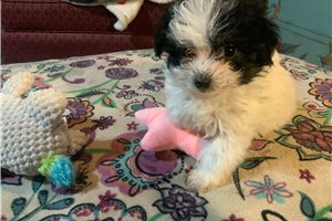 Stella - puppy for sale