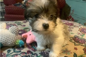 Santiago - Malti Poo - Maltipoo for sale