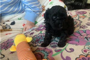 Axel - Poodle, Toy for sale