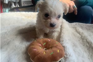 Scarlett - puppy for sale
