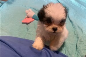 Sabrina - puppy for sale