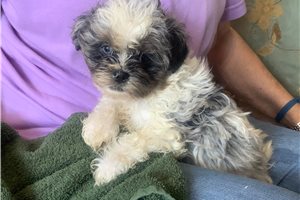 Sawyer - Shih-Poo - Shihpoo for sale
