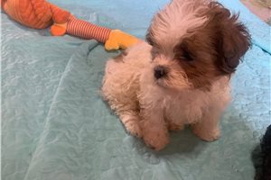 Sage - puppy for sale