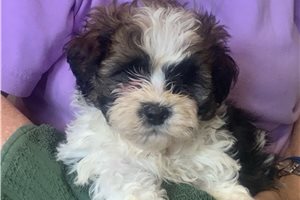 Silas - puppy for sale