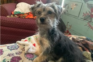 Chester - Yorkiepoo - Yorkie Poo for sale