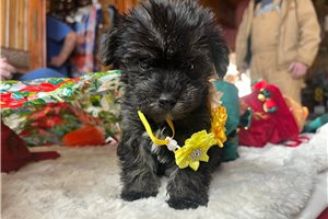 Casey - puppy for sale