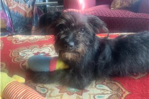 Fitz - Yorkiepoo - Yorkie Poo for sale
