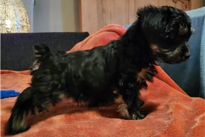 Turk - Yorkiepoo - Yorkie Poo for sale