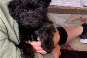 Caro - puppy for sale