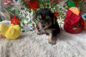 Chief - puppy for sale