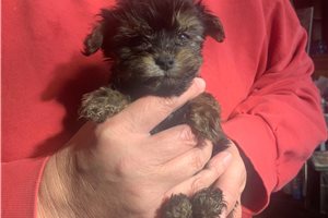 Chase - puppy for sale