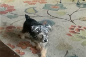 Chester - Yorkiepoo - Yorkie Poo for sale