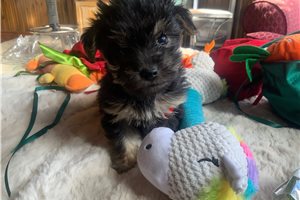Carrie - puppy for sale